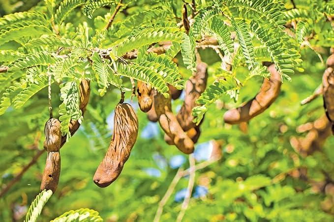 Tamarind Seeds (Free Pot Mixture 100 gm)