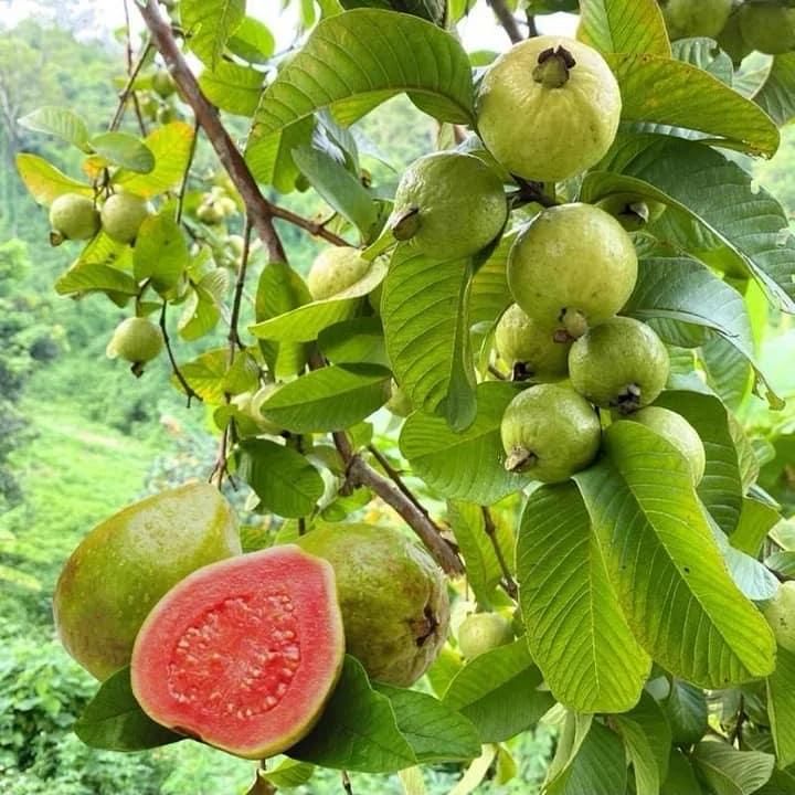 Organic Guava Seeds (Free Pot Mixture 100 gm)