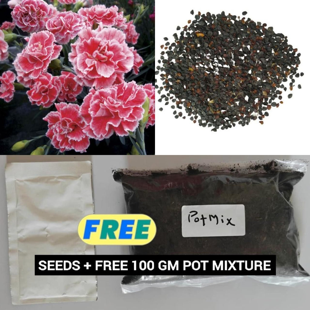 Dianthus Seeds (Free Pot Mixture 100 gm)